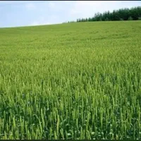 زمین کشاورزی اینده دار