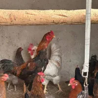 خروس لاری|حیوانات مزرعه|صوفیان, |دیوار