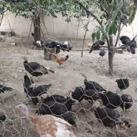 بوقلمون .مرغ عشق فنچ برزیلی عروس گرینچیک|پرنده|کرج, شهرک بنفشه|دیوار