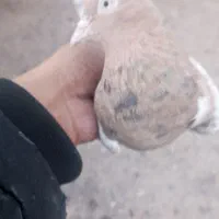 کبوتر|پرنده|بم, |دیوار