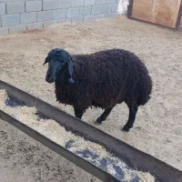 بره تکی وعمده ای|حیوانات مزرعه|ساوه, |دیوار