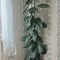 گل طبیعی زیبا