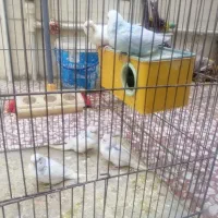 مرغ عشق|پرنده|اصفهان, مهدیه|دیوار