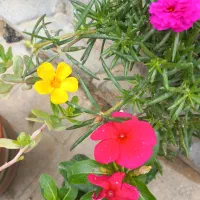 کتاب  یاس رازقی