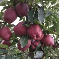 فروش نهال سیب میراکل