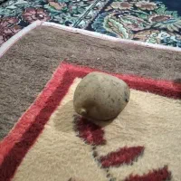 جمع آوری سیب زمینی