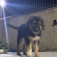 ی قلاده سگ قفقازی به فروش میرسد