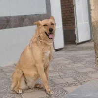 سگ ژ|سگ|شهرضا, |دیوار