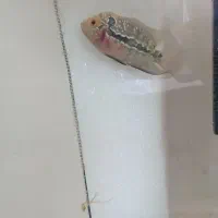 جوجه ماهی فلاور هورن kml و ماهی اسکار آلبینو|ماهی|ملایر, |دیوار