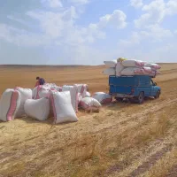 کاه دیمی یونجه