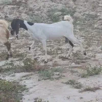 فروش بز و پازن بندر دیر