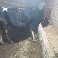 گاوگوساله هلشتین