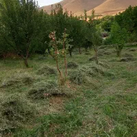 باغ میوه|فروش زمین و ملک کلنگی|سلطانیه, |دیوار