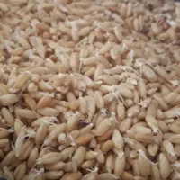 پودر جوانه گندم