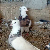 کبوتر رنگی معاوضه با مرغ شاخدار .قوغاز.بوقلمون