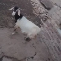 بز ماد