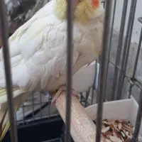 عروس هلندی ۲تا ماده|پرنده|ری, عباس‌آباد|دیوار