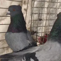 فروش کبوتر پرشی باضمانت کتبی