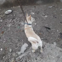 پاکوتاه باردار شیواوا کورگی ریز، نگهبان ،گوش سیخ|سگ|ملکان, |دیوار