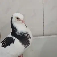 کبوتر غریب|حیوانات|شهریار, شهریار|دیوار