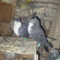 کبوتر ریش نر وماده