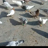 رنگه جوجه بوم|پرنده|بجنورد, |دیوار