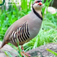 جوجه و مرغ و خروس