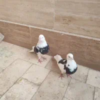 کفتر|پرنده|خمین, |دیوار