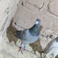 کبوتر.پلاکی|پرنده|مبارکه, |دیوار