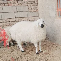 ستا بره ویک کهره ودوتا میش