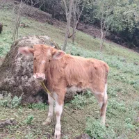 گاو لیشه چالوسی خوشگل و آرام|حیوانات مزرعه|رشت, کوی مهر|دیوار