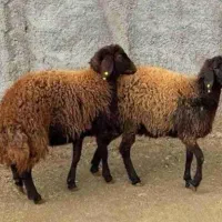 یکجفت میش با بره افشاری( ایخوم )