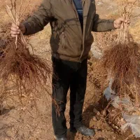 نهال انگور همه رقم