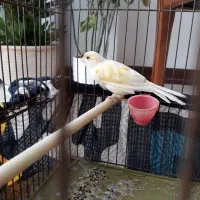 قناری ماده آماده و تخم گذار|پرنده|شیراز, میانرود|دیوار