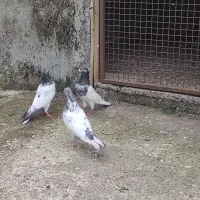 کبوتر پاکستانی