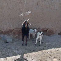 حیون مزرعه