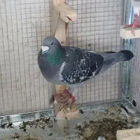 پلاکی درجه۱