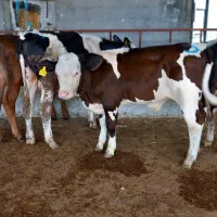 تهیه گوساله اصیل|حیوانات مزرعه|گنبد کاووس, |دیوار