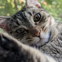 گربه فروش‌فروی تربیت شده