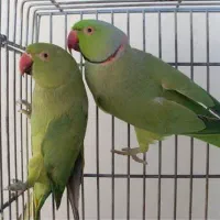 جفت طوطی ملنگو مولد معاوضه با گرینچیک