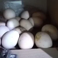 تخم مرغ محلی|خوردنی و آشامیدنی|ارومیه, |دیوار