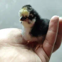 ۳۵ عدد جوجه گلین