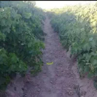 زمین ۴۰۰متر