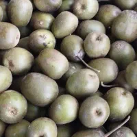 فروش کیوی خونی تو سرخ