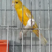 قناری نر|پرنده|الوند, |دیوار