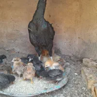 فروش مرغ لاری ودورگ همه کرکی