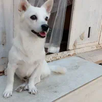 سگ اشپیتز|سگ|یزد, |دیوار