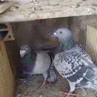 کفتر سبز