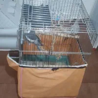 فروش ۲ عدد نر و ماده عروس هلندی باقفس بزرگ|پرنده|تهران, کوی نصر مهرآباد|دیوار