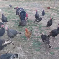 فروش بوقلمون